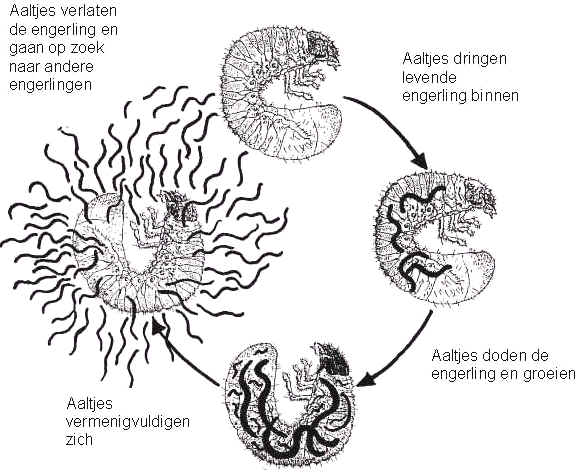 Aaltjescyclus