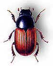 Dung beetle