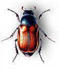 Garden chafer