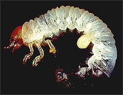 Larvae of Tiphia femorata